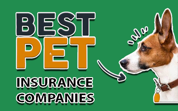 Best Pet Insurance Companies Of 2024