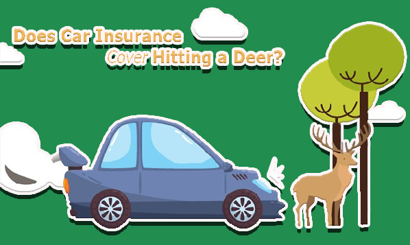 Does Car Insurance Cover Hitting a Deer