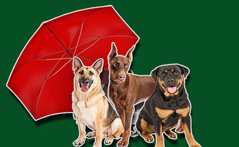 Pet Liability Insurance for Renters