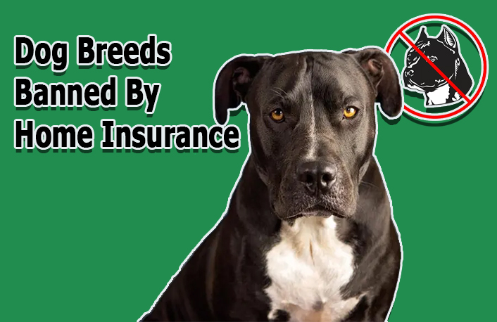 Dog Breeds Banned By Home Insurance