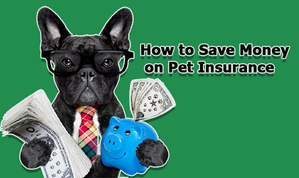 How to Save Money on Pet Insurance